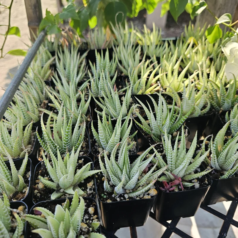 Haworthia Zebra Variegata Live Plant – 2 inch Potted Succulent – Indoor - Image 2