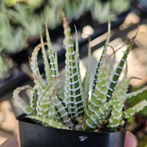 Haworthia Zebra Variegata Live Plant – 2 inch Potted Succulent – Indoor - Image 4