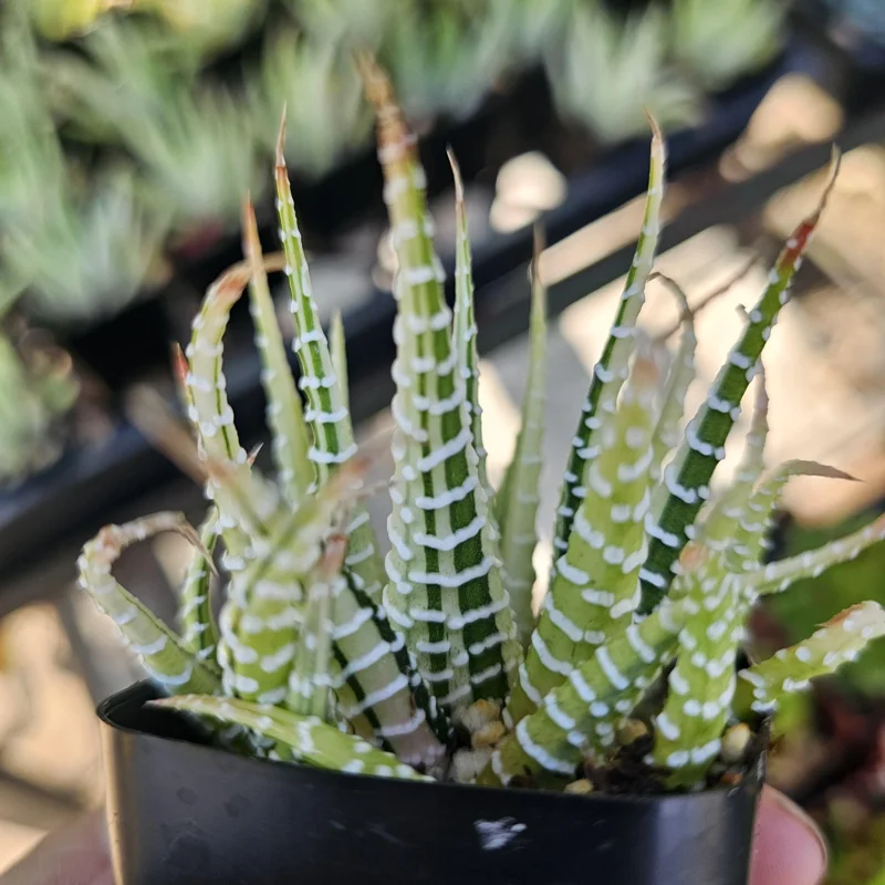 Haworthia Zebra Variegata Live Plant – 2 inch Potted Succulent – Indoor - Image 4
