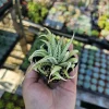 Haworthia Zebra Variegata Live Plant – 2 inch Potted Succulent – Indoor - Image 1