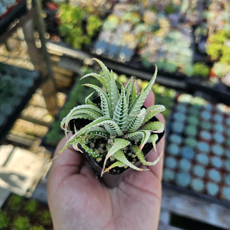 Haworthia Zebra Variegata Live Plant – 2 inch Potted Succulent – Indoor - Image 1
