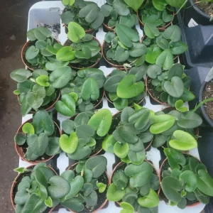 Heart Leaf Fern Live Plant - 2in & 4in Pot Sizes - Indoor Foliage Plant - Image 2