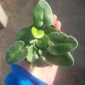 Heart Leaf Fern Live Plant - 2in & 4in Pot Sizes - Indoor Foliage Plant - Image 3