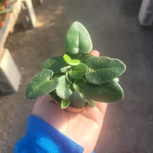 Heart Leaf Fern Live Plant - 2in & 4in Pot Sizes - Indoor Foliage Plant - Image 4