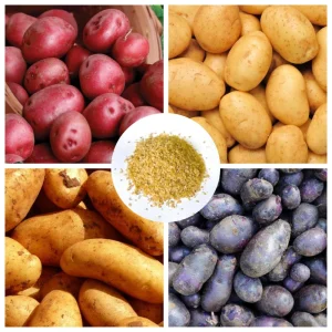 Heirloom Potato Seeds for Planting - Mixed Variety Vegetable Seeds - Image 1