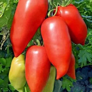 Heirloom Super Italian Paste Tomato Seeds - 100 Seeds - Large 6-10 oz Fruit - Image 2