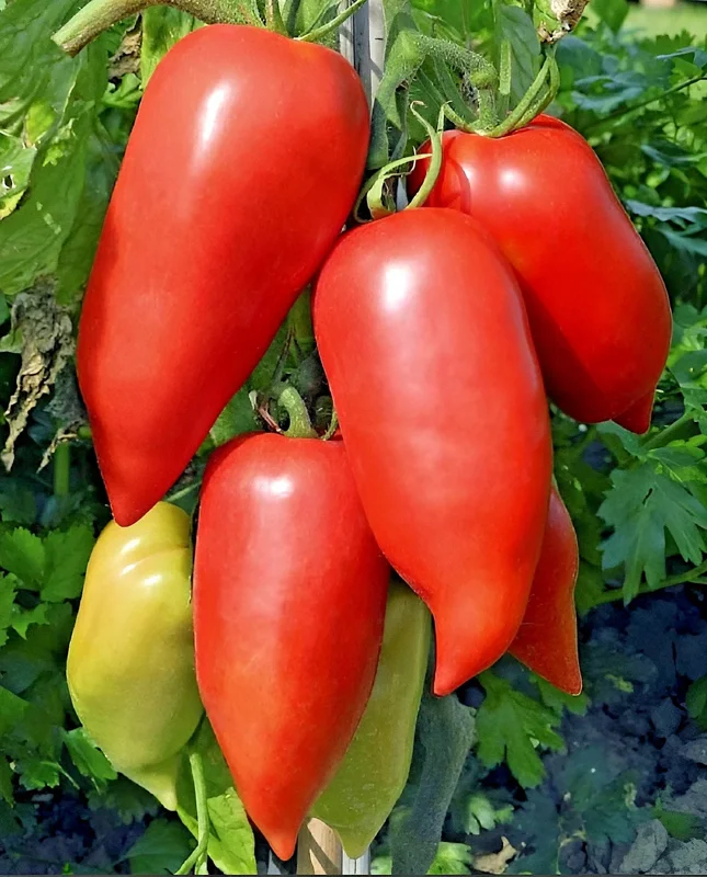 Heirloom Super Italian Paste Tomato Seeds - 100 Seeds - Large 6-10 oz Fruit - Image 2