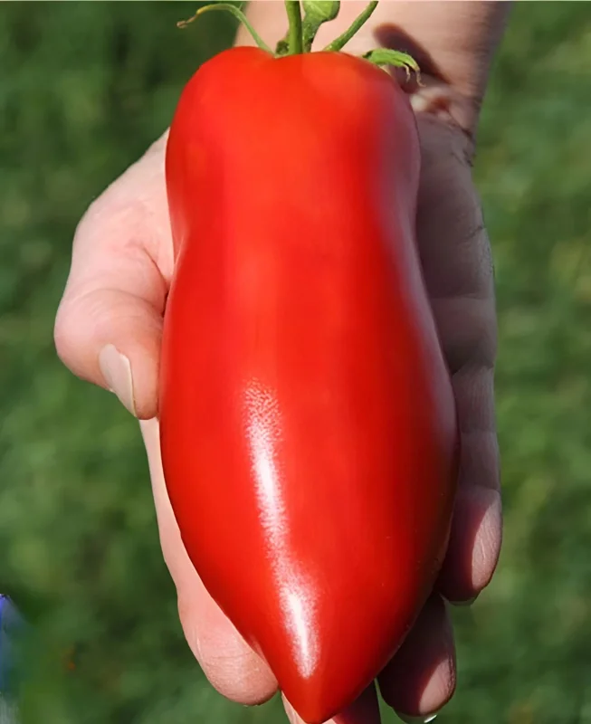 Heirloom Super Italian Paste Tomato Seeds - 100 Seeds - Large 6-10 oz Fruit - Image 1