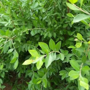 Henna Live Plant (Lawsonia inermis) 10-14 Inch Tall in 4 Inch Pot - Image 2