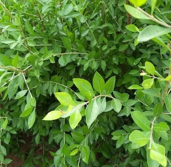 Henna Live Plant (Lawsonia inermis) 10-14 Inch Tall in 4 Inch Pot - Image 2