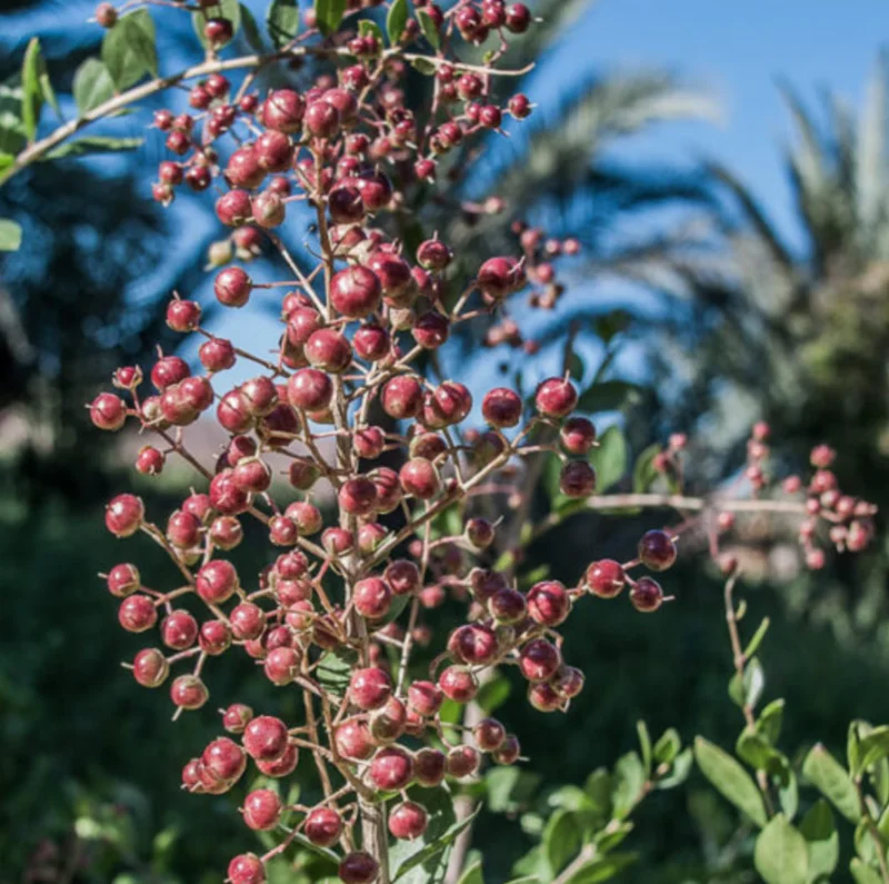 Henna Live Plant (Lawsonia inermis) 10-14 Inch Tall in 4 Inch Pot - Image 3