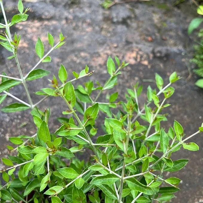 Henna Live Plant (Lawsonia inermis) 10-14 Inch Tall in 4 Inch Pot - Image 4