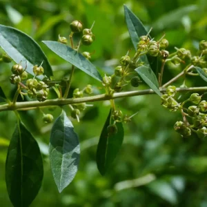 Henna Live Plant (Lawsonia inermis) 10-14 Inch Tall in 4 Inch Pot - Image 6