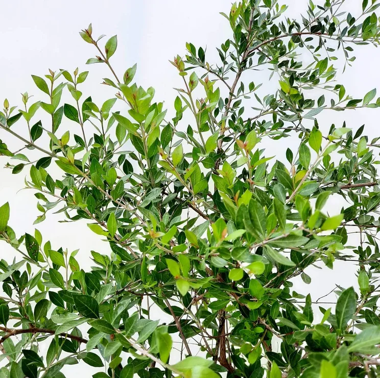 Henna Live Plant (Lawsonia inermis) 10-14 Inch Tall in 4 Inch Pot - Image 7