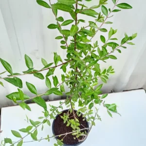 Henna Live Plant (Lawsonia inermis) 10-14 Inch Tall in 4 Inch Pot - Image 8