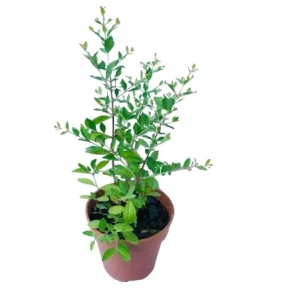 Henna Live Plant (Lawsonia inermis) 10-14 Inch Tall in 4 Inch Pot - Image 1