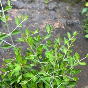 Henna Live Plant (Lawsonia inermis) 6-12 Inch Tall, 4 Inch Pot - Indoor/Outdoor - Image 4