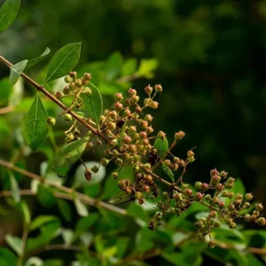 Henna Live Plant (Lawsonia inermis) 6-12 Inch Tall, 4 Inch Pot - Indoor/Outdoor - Image 5