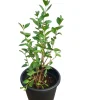 Henna Live Plant (Lawsonia inermis) 6-12 Inch Tall, 4 Inch Pot - Indoor/Outdoor - Image 1