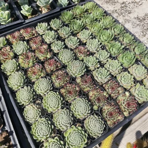 Hens and Chicks Sempervivum Live Succulent Plants - Assorted 2in Pots - Image 2