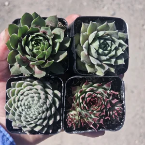 Hens and Chicks Sempervivum Live Succulent Plants - Assorted 2in Pots - Image 3