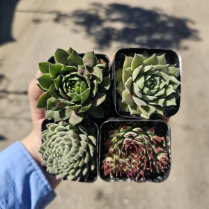 Hens and Chicks Sempervivum Live Succulent Plants - Assorted 2in Pots - Image 4