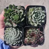 Hens and Chicks Sempervivum Live Succulent Plants - Assorted 2in Pots - Image 1