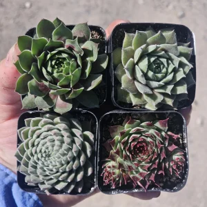 Hens and Chicks Sempervivum Live Succulent Plants - Assorted 2in Pots - Image 1
