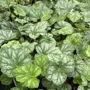 Heuchera americana 'Dale's Strain' Coral Bells Live Perennial Plant - Bare Root, Outdoor - Image 2