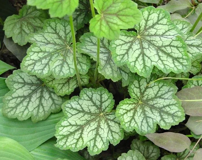 Heuchera americana 'Dale's Strain' Coral Bells Live Perennial Plant Bare Root Outdoor - Image 3