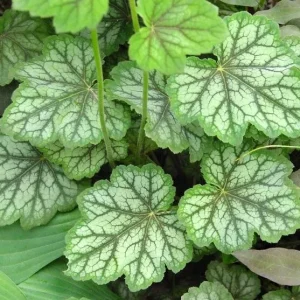 Heuchera americana 'Dale's Strain' Coral Bells Live Perennial Plant - Bare Root, Outdoor, Green/White Foliage - Image 3