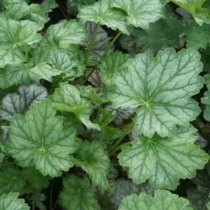 Heuchera americana 'Dale's Strain' Coral Bells Live Perennial Plant - Bare Root, Outdoor - Image 4