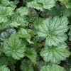 Heuchera americana 'Dale's Strain' Coral Bells Live Perennial Plant Bare Root Outdoor - Image 1