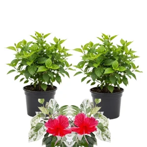 Hibiscus Live Plants (2-Pack) - 4-6'' Tall Tropical Flowering Shrubs - Image 2
