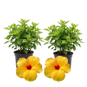 Hibiscus Live Plants (2-Pack) - 4-6'' Tall Tropical Flowering Shrubs - Image 3