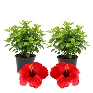 Hibiscus Live Plants (2-Pack) - 4-6'' Tall Tropical Flowering Shrubs - Image 4
