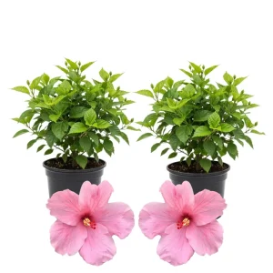 Hibiscus Live Plants (2-Pack) - 4-6'' Tall Tropical Flowering Shrubs - Image 5