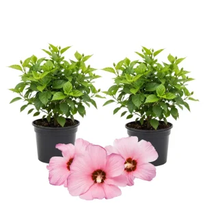 Hibiscus Live Plants (2-Pack) - 4-6'' Tall Tropical Flowering Shrubs - Image 6