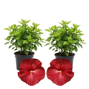 Hibiscus Live Plants (2-Pack) - 4-6'' Tall Tropical Flowering Shrubs - Image 7