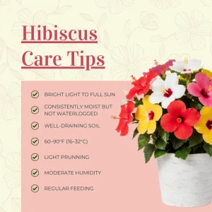 Hibiscus Live Plants (2-Pack) - 4-6'' Tall Tropical Flowering Shrubs - Image 8