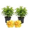 Hibiscus Live Plants (2-Pack) - 4-6'' Tall Tropical Flowering Shrubs - Image 1