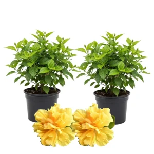 Hibiscus Live Plants (2-Pack) - 4-6'' Tall Tropical Flowering Shrubs - Image 1