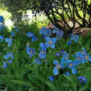 Himalayan Blue Poppy Seeds - Meconopsis Perennial Flower Seeds - Blue Flowering, Easy Grow, 50000 Seeds - Image 10