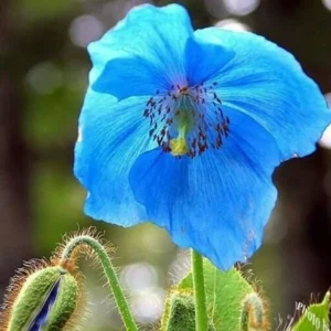 Himalayan Blue Poppy Seeds - Meconopsis Perennial Flower Seeds - Blue Flowering, Easy Grow, 50000 Seeds - Image 2