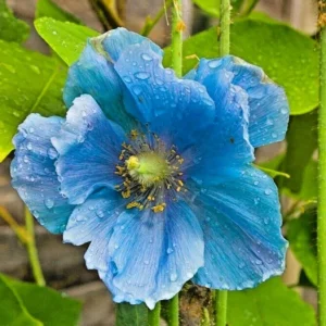 Himalayan Blue Poppy Seeds - Meconopsis Perennial Flowering Seeds - 200 Seeds - Image 2