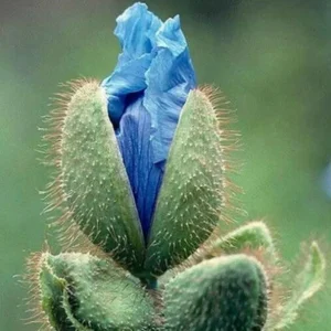 Himalayan Blue Poppy Seeds - Meconopsis Perennial Flowering Seeds - 200 Seeds - Image 4