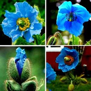 Himalayan Blue Poppy Seeds - Meconopsis Perennial Flower Seeds - Blue Flowering, Easy Grow, 50000 Seeds - Image 1