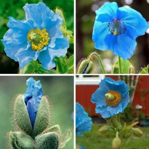 Himalayan Blue Poppy Seeds - Meconopsis Perennial Flowering Seeds - 200 Seeds - Image 5