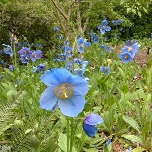 Himalayan Blue Poppy Seeds - Meconopsis Perennial Flowering Seeds - 200 Seeds - Image 7