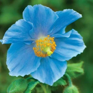Himalayan Blue Poppy Seeds - Meconopsis Perennial Flower Seeds - Blue Flowering, Easy Grow, 50000 Seeds - Image 8